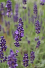 Lavandula angustifolia 'Imperial Gem' -- Lavendel